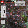 Пузыреплодник калинолистный (Physocarpus opulifolius) Литтл Девил С3 СП/25