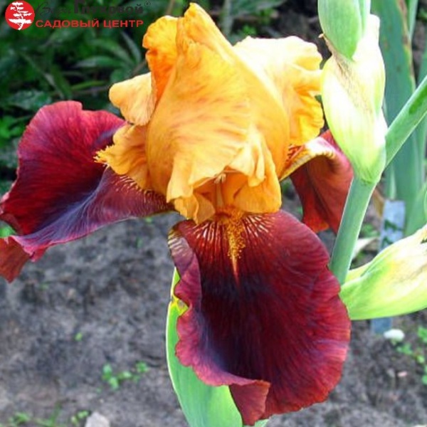 Основное изображение товара