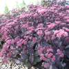 Очиток обыкновенный (Sedum telephium) Карфункельштайн С2 ГлХ/26