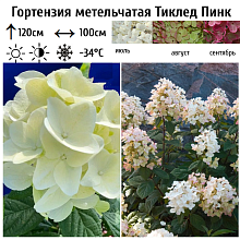 Основное изображение товара