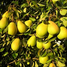 Основное изображение товара