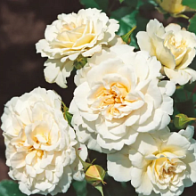 Основное изображение товара