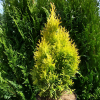 Туя западная (Thuja occidentalis) Смарагд Голд Страйк С3 СП/24