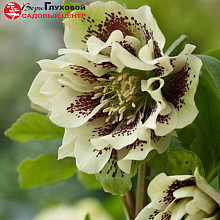 Основное изображение товара