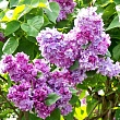 Сирень обыкновенная 
