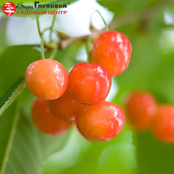 Основное изображение товара