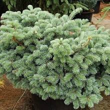 Основное изображение товара