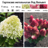 Гортензия метельчатая (Hydrangea paniculata) Ред Вельвет С5 РАст/26