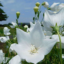 Основное изображение товара