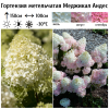 Гортензия метельчатая (Hydrangea paniculata) Меджикал Андес Р9 СП/25
