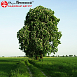 Каштан конский обыкновенный