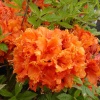 Азалия крупноцветковая (Azalea) 'Gibraltar' 40-60 С5 ПЧ/25