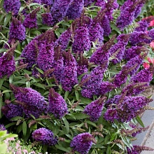 Основное изображение товара