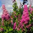 Спирея 