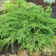 Основное изображение товара