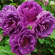 Роза флорибунда 