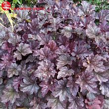 Основное изображение товара