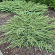 Можжевельник обыкновенный 