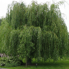 Основное изображение товара