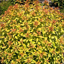 Основное изображение товара