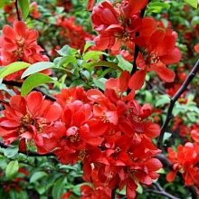 Основное изображение товара