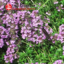 Основное изображение товара