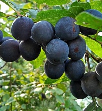 Основное изображение товара