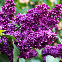 Основное изображение товара