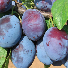 Основное изображение товара