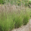 Молиния голубая (Molinia caerulea) Эдит Дадзус С3 РФр/26