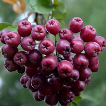 Основное изображение товара