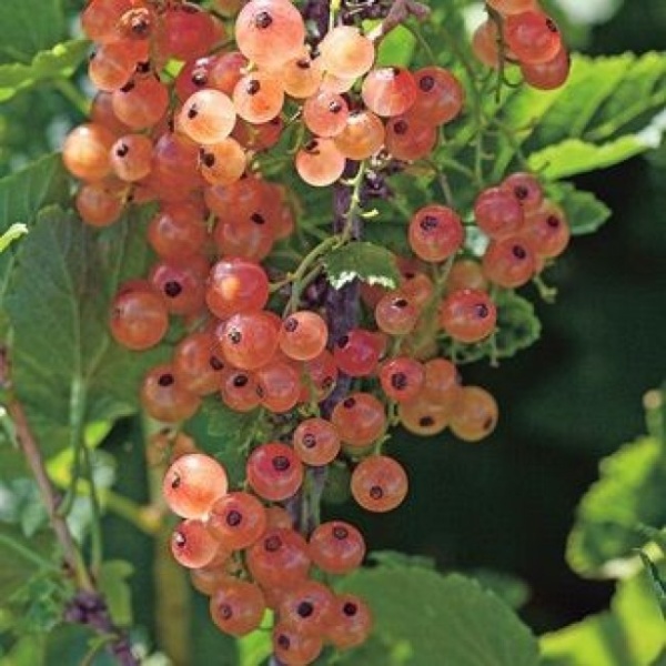 Основное изображение товара