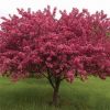 Яблоня (Malus) Роялти 125-150  С7,5 РГр/26