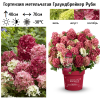 Гортензия метельчатая "Граундбрейкер Руби" на фото