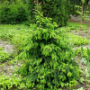 Ель обыкновенная (Picea abies) Акрокона  40-60 С13 НБл/26