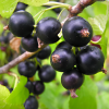 Смородина черная Краса Львова (среднеранний сорт) 