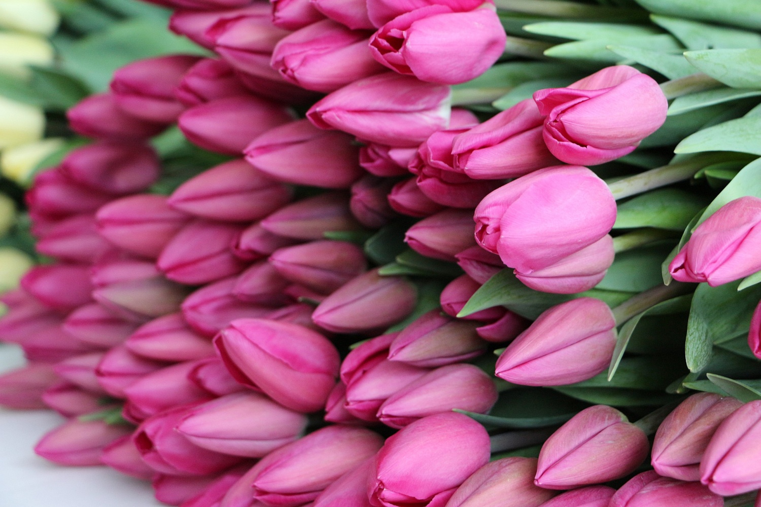 Дорогие друзья!