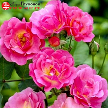 Основное изображение товара