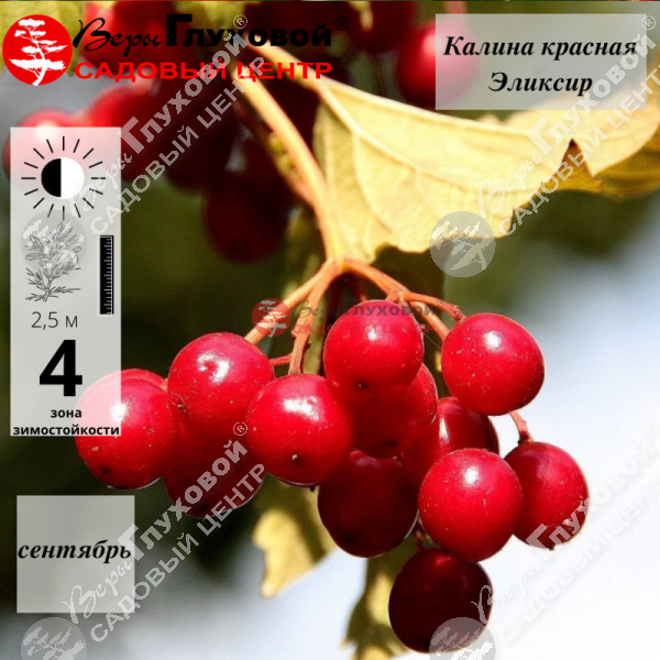 Калина красная "Эликсир" на фото