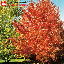 Основное изображение товара