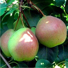 Груша Россошанская красивая