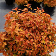 Спирея японская 