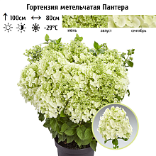 Основное изображение товара