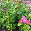 Спирея японская 