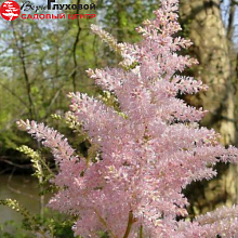 Основное изображение товара