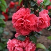 Хеномелес прекрасный (Chaenomeles speciosa) Пинк Шторм 40/+ С3 БдН/26