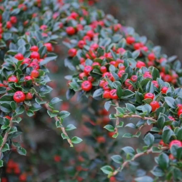 Основное изображение товара