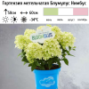 Гортензия метельчатая (Hydrangea paniculata) Блумулус Нимбус Р12 НСх/26