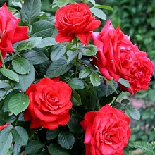 Основное изображение товара