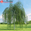 Береза повислая (Betula pendula) Юнги Шт-120 С20 БАпп/25